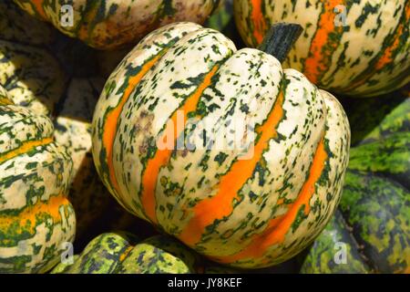 La zucca con colori differenti, la Cucurbita, microonde-zucche, il rosso e il verde hokkaido squash, halloween pumkins, Foto Stock