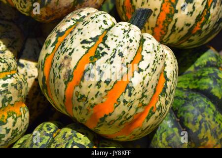 La zucca con colori differenti, la Cucurbita, microonde-zucche, il rosso e il verde hokkaido squash, halloween pumkins, Foto Stock