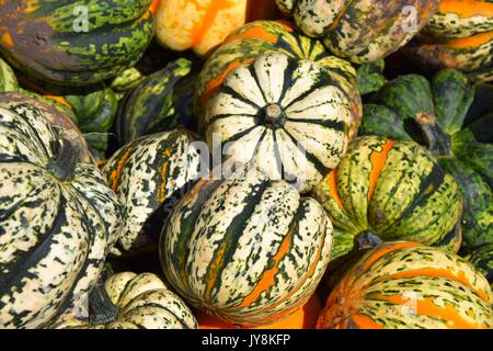 La zucca con colori differenti, la Cucurbita, microonde-zucche, il rosso e il verde hokkaido squash, halloween pumkins, Foto Stock