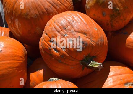 La zucca con colori differenti, la Cucurbita, microonde-zucche, il rosso e il verde hokkaido squash, halloween pumkins, Foto Stock