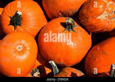 La zucca con colori differenti, la Cucurbita, microonde-zucche, il rosso e il verde hokkaido squash, halloween pumkins, Foto Stock
