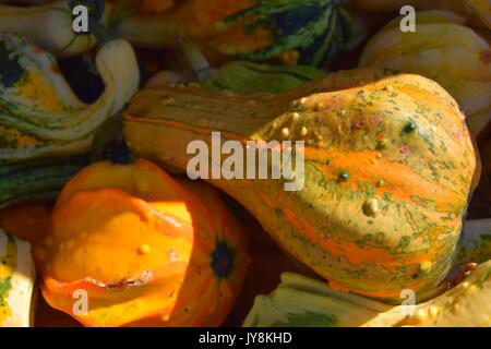 La zucca con colori differenti, la Cucurbita, microonde-zucche, il rosso e il verde hokkaido squash, halloween pumkins, Foto Stock