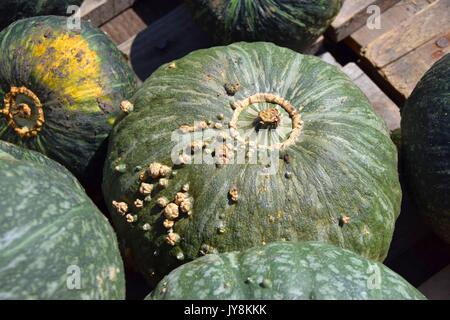 La zucca con colori differenti, la Cucurbita, microonde-zucche, il rosso e il verde hokkaido squash, halloween pumkins, Foto Stock