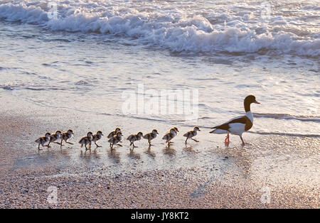 Famiglia di anatre a piedi una linea retta di fronte al mare dietro la loro madre. Foto Stock