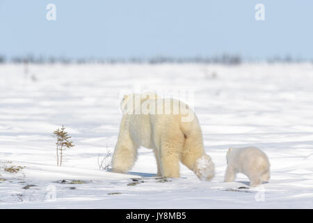 Orso polare madre (Ursus maritimus) con il nuovo nato cub camminando sulla tundra, Wapusk National Park, Manitoba, Canada Foto Stock