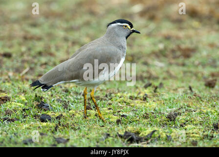 Spot sono addossati Pavoncella (Plover), Vanellus melanocephalus, Simien Mountains National Park, Etiopia, endemica di altopiani etiopi, Foto Stock