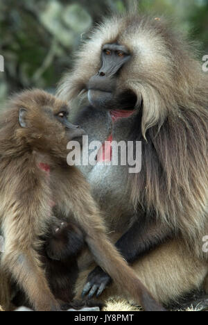 Babbuino Gelada, Theropithecus gelada, Simien Mountains National Park, Etiopia, gruppo familiare toelettatura uno un altro, maschio, femmina, giovani, vunerable, enda Foto Stock