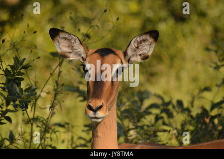 Impala Foto Stock