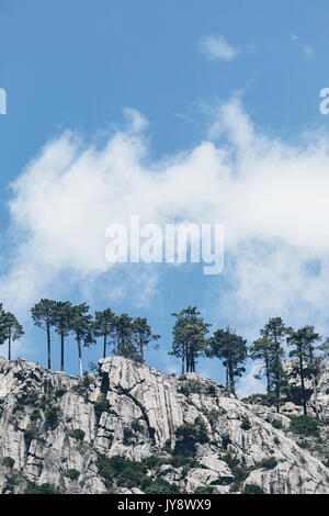 Alberi di pino su una roccia nella valle della Restonica, Corsica, Francia Foto Stock