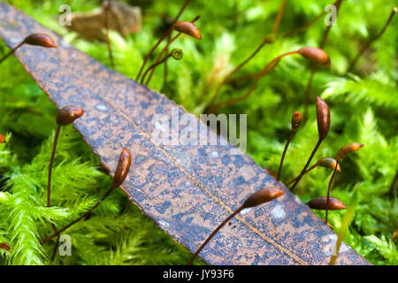 Moss con sporophytes riproduttiva (l'alto levetta-come i moduli) Foto Stock