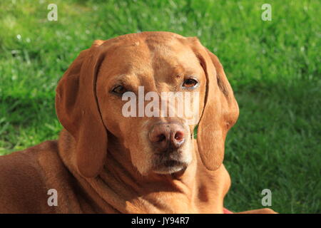 Vizsla ungherese cane in Inghilterra England Regno Unito. Foto Stock