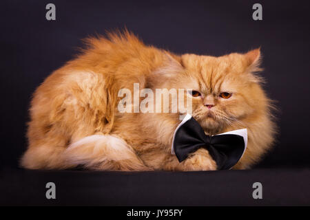 Orange gatto persiano con nero farfallino su sfondo nero Foto Stock