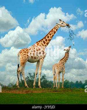 Una madre e giovani giraffe condividono un ramo. Foto Stock