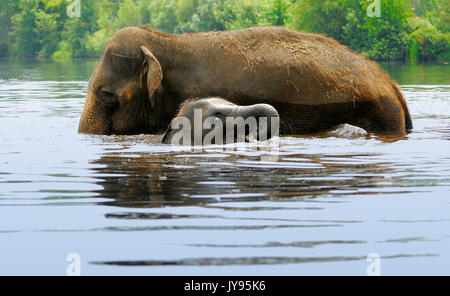 Un elefante madre e il suo bambino corpo di balneazione di acqua Foto Stock