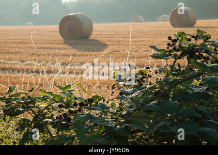 Una gerova di bacche nere selvatiche maturate con balle di paglia rotonde sullo sfondo vicino Ravensthorpe nel Northamptonshire, Inghilterra Foto Stock