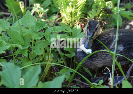 Anatroccoli Foto Stock