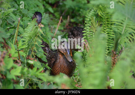 Anatroccoli Foto Stock