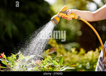 Donna di impianti di irrigazione in giardino Foto Stock