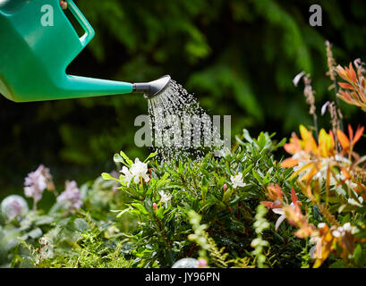 Donna di impianti di irrigazione in giardino Foto Stock