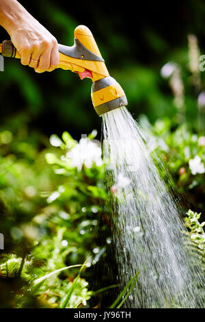 Donna di impianti di irrigazione in giardino Foto Stock