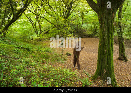 L'Orso scultura di salice sorge in un verde anfiteatro entro Ebbor Gorge vicino a Wells, Somerset, Inghilterra. Foto Stock