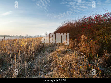 Un margine di campo piantato con erbe da seme e gerosca con bacche di roseanca rossa all'alba su una mattina gelida, all'inizio di dicembre nel Northamptonshire Foto Stock