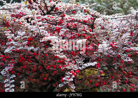 Rosso brillante cotoneaster bacche e foglie di delicato rivestito in trasformata per forte gradiente gelo su una fredda mattina di dicembre in un giardino inglese. Foto Stock