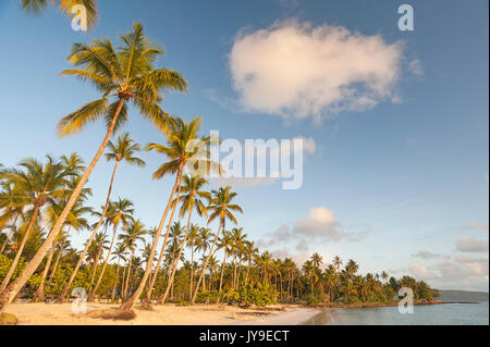 Una spiaggia da sogno con palme di cocco in Repubblica Dominicana Foto Stock