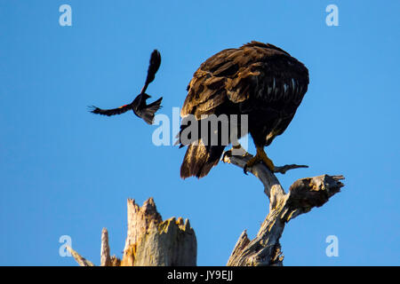 Rosso-winged blackbird attacca i capretti aquila calva appollaiato su albero Foto Stock