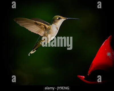 Hummingbird hovering vicino al dispositivo di alimentazione di liquido Foto Stock