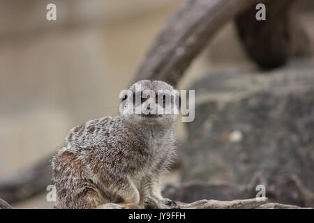 Confrontare il meercat! Foto Stock