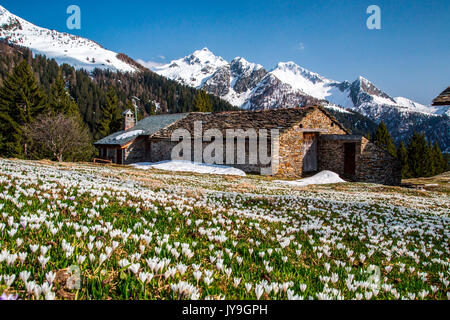 Capanne di corte grande circondato dai colori della primavera e crocus. Valle del Bitto. Alpi Orobie. valtellina lombardia italia Europa. Foto Stock