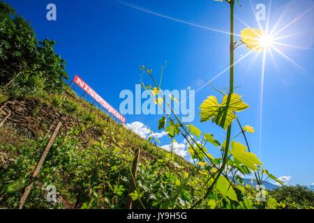 Cartello di una casa del vino tra i vigneti della Valtellina. Castello Grumello. Montagna in Valtellina. Sondrio. Lombardia. L'Italia. Europa Foto Stock