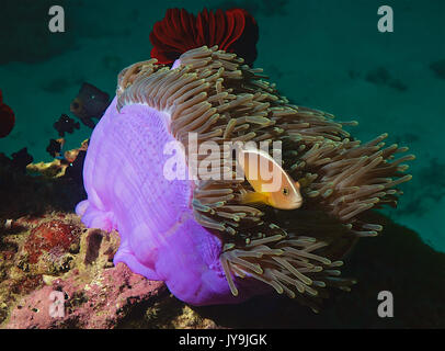 Pink Anemonefish Skunk e amici Foto Stock