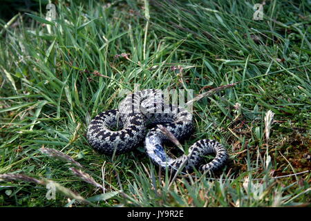 Politica europea comune in materia di sommatore maschio dotato di radio tag di tracciamento per progetto di telemetria, Vipera berus, sulle colline di Malvern, Worcestershire, Herefordshire. Regno Unito Foto Stock