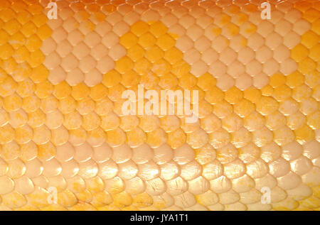 Pelle di serpente, con le sue periodiche altamente cross-hatch o modelli di griglia Foto Stock