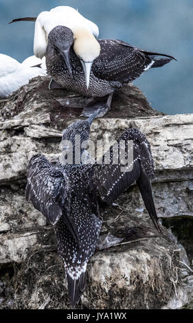 Le sule, un grande uccello del mare con la loro giovane sulla scogliera stretta a bordo Bempton Cliffs, Yorkshire, Inghilterra. Foto Stock