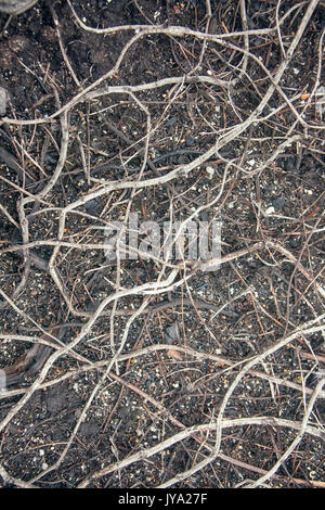 La morte delle piante, la deforestazione. In materia di inquinamento atmosferico e gli incendi nella foresta-tundra crowberry morì (incastro gambi secchi). Lapponia russa Foto Stock