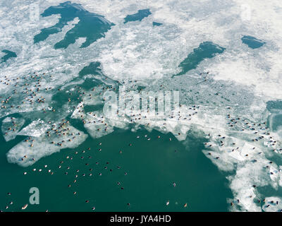 La vista aerea del fiume Drava in inverno con le anatre e le oche sul ghiaccio Foto Stock