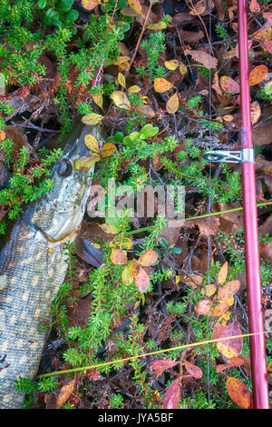 Pike dal fiume in Scandinavia artico Foto Stock