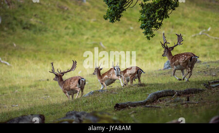 Quattro esemplari di daini bucks in discesa Foto Stock