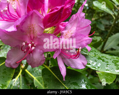 Rosa fioritura di rododendro Closeup dopo la pioggia Foto Stock