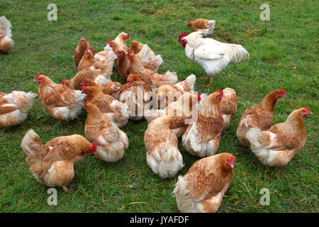 Free-range polli biologici, Holsworthy, Devon, Regno Unito. Foto Stock