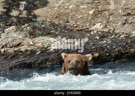 Un orso grizzly cavalletti di cinghiale in acqua di pesca nella parte superiore McNeil River Falls al McNeil River State Game Santuario sulla Penisola di Kenai, Alaska. Il sito remoto è accessibile solo con un permesso speciale ed è il più grande del mondo di popolazione stagionale di orsi bruni. Foto Stock