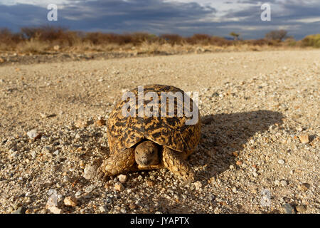 Fattoria Omandumba (Guest farm): Tartaruga leopardata [Stigmochelys pardalis] su terreno sabbioso (strada di ghiaia) in Erongo Montagne, Omaruru Distretto, Namibia Foto Stock