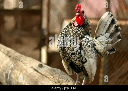 Bella gallo Sebright Foto Stock