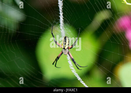 Giardino giallo spider pende sul web nella parte anteriore del brillante verde foglia Foto Stock