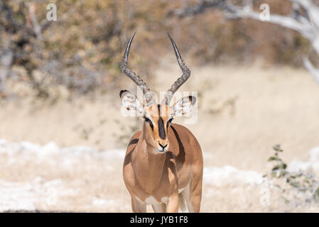 Close-up di un nero di fronte impala ram, Aepyceros melampus, in Namibia settentrionale. Foto Stock