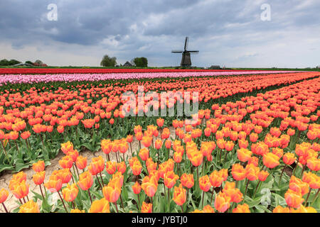 Nuvole scure su campi di tulipani multicolori e mulino a vento Berkmeer Koggenland North Holland Olanda Europa Foto Stock