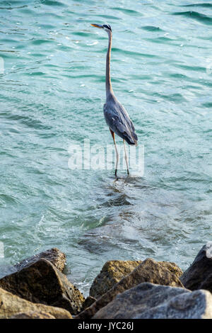 Miami Beach Florida,South Pointe Park,baywalk,Waterfront,Great blue heron,wading bird,rf FL170430076RF Foto Stock